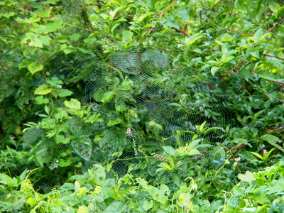 [The entire circle of the web is in the image and is somewhat visible against the leafy-green background. The spider is larege enough to be noticeable in the center of the web and the 'zipper' is just below her.]